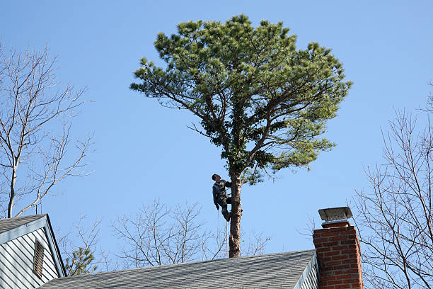 Reliable Ten Mile Creek, MD Tree Services Solutions